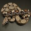 Colombian het. Anery Boa Male [M3]