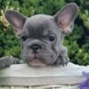 Dali French Bulldog female puppy for sale. $3,390