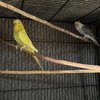 Parakeet. Budgie Ingless