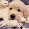 AKC Registered Golden English Cream Retreiver