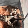 Full Siberian Husky puppies for sale