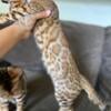 Female bengal kittens