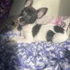 3 1/2 months Female Chihuahua