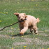 Scout-F1 Mini English Goldendoodle Puppy