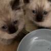 SIAMESE KITTENS For Sale