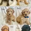 Golden doodle available great price