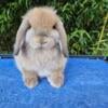 Black Fox Holland Lop (2)