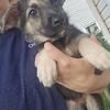 German shepherd puppies 