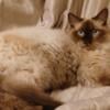 RAGDOLL CHOCOLATE MINK MALE 12 MO FIXED