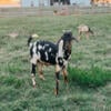 Mini Nubian Buck, Blue Eyes & Moonspots