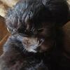 teacup Yorkipoo male puppies 7 weeks old