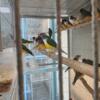 Lady Gouldian finches all 2024 outside bread