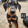 Male Doberman Puppies looking for furever home