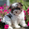 Sweet Havanese Puppies Available Now!