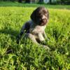 AKC German Wirehaired Pointers in Michigan