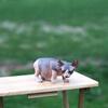 Stunning Blue & White Male Elf Kitten - Hairless Sphynx Elf Bambino Dwelf Kittens - SphynxKing.com