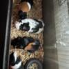 4 female guinea pigs