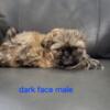 Shih Tzu male puppies