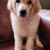 Standard poodle puppies