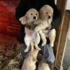 Akc golden retriever puppies