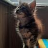 New Elite Maine coon kitten from Europe with excellent pedigree, female. EVG Baal