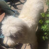 Labradoodle poodle