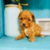 Micro/teacup goldendoodles