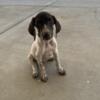 German shorthaired pointer