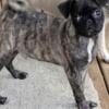 Beautiful Brindle Pug Puppy