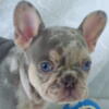 AKC puppies in Charlotte, NC -  only reputable breeder in North Carolina that has affordable prices
