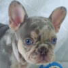 AKC puppies Charlotte, NC -  only reputable breeder in North Carolina that has affordable prices