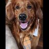 Golden Retriever STUD - AKC Dark Red Golden