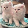 Persian and Himalayan kittens available for reservation zionsville Indiana