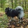 akc keeshond stud service