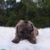 Merle male mini poodle. Akc registered.  For sale