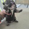 Looking to  Trade or sale! Chocolate Tan Frenchton for sphynx 