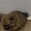 Tito and Apollo looking for Fur ever-home