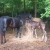 Mare AND Foal