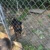 11 month old Rottweiler pup female