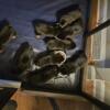 Rottweiler puppies, 4 female and 5 males A.K.C.
