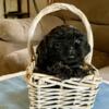 AKC Shih Tzu puppies for sale.