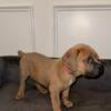 6 Cane Corso Puppies for Sale