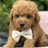 Poodles, Maltese, Chihuahuas, Pomeranians, Miniature Poodles, Pugs, French Bulldogs