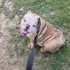 AKC English Bulldog Puppies (a true mini)
