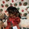 CKC registered Yorkies