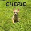 Cherie Female Cairn Poo Puppy