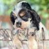 Beautiful cocker spaniels