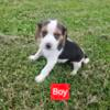 AKC Beagle Puppies for sale