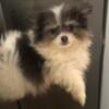 SOLD AKC Blue Parti gray and white Pomeranian DNA tested 100% Pom Pomeranian Health Guarantee Full Panel Health Clear