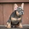 Handsome little boy with the perfect lilac coat